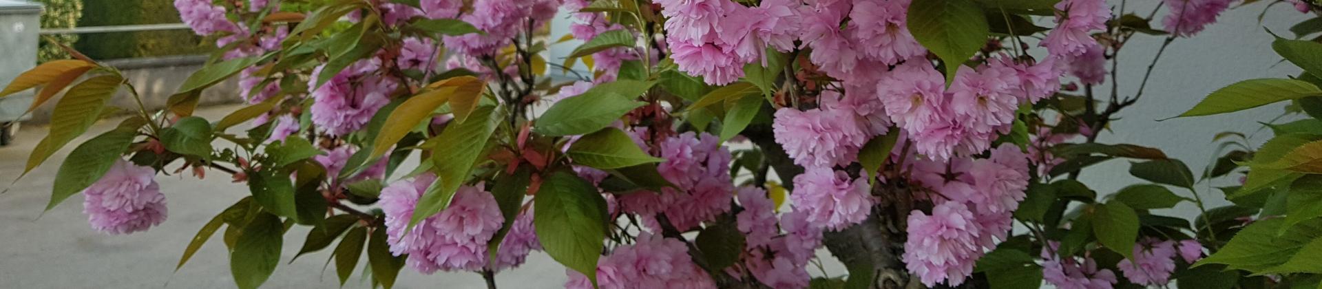 Kirschblüten