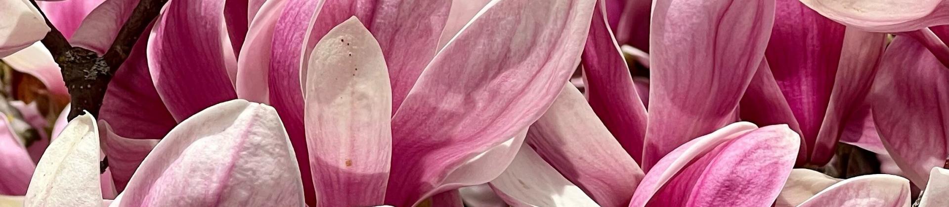 Magnolienblüte